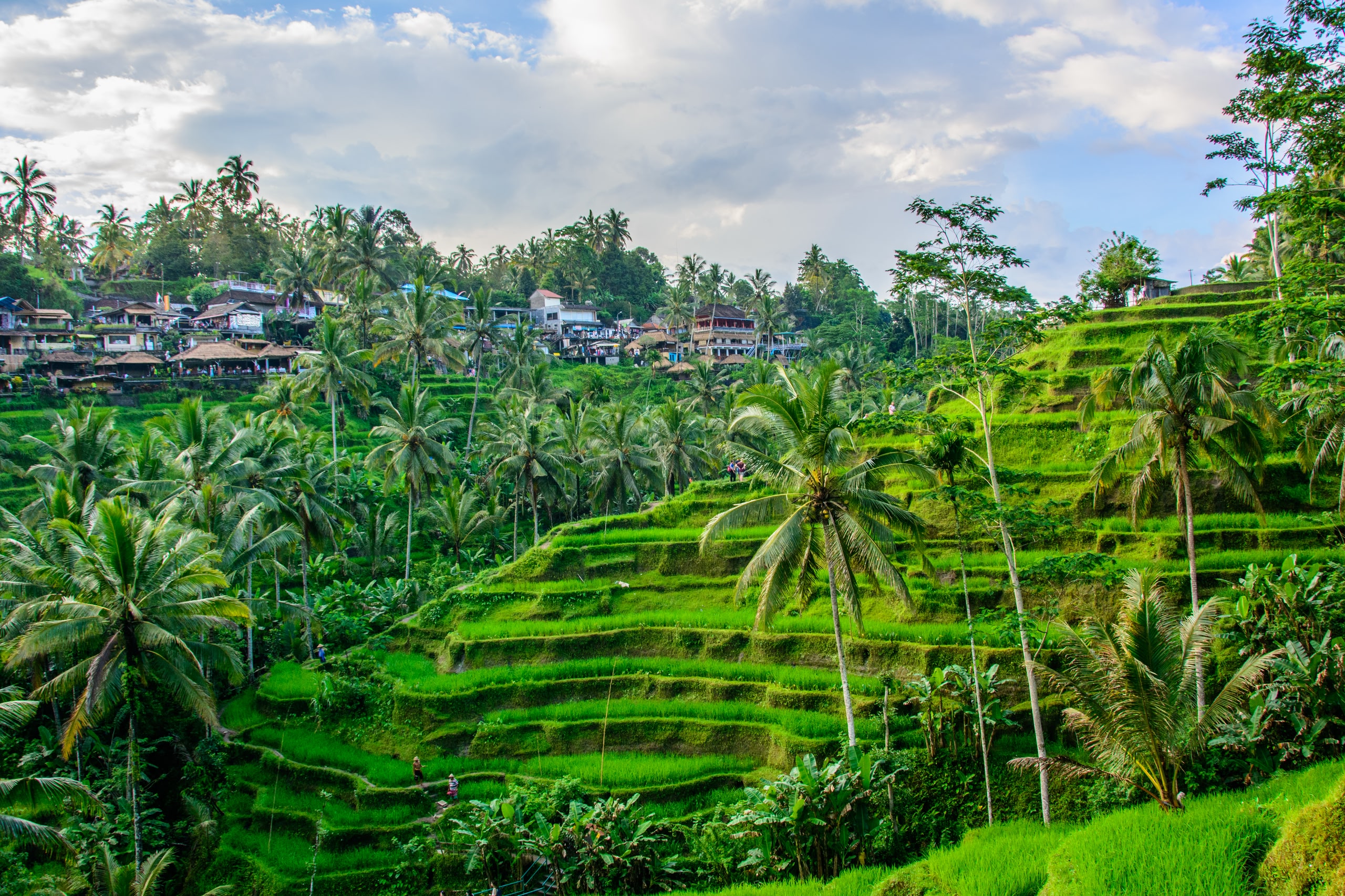 Tegalalang rice terraces, Ubud, Bali, Indonesia