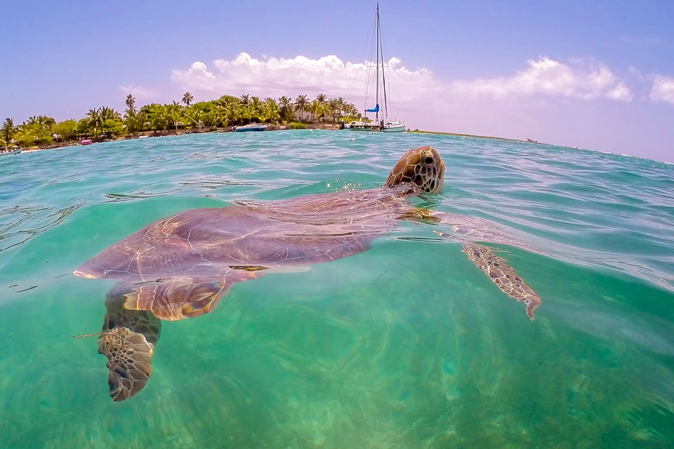 Sea turtles is the main draw in Akumal Beach, Mexico
