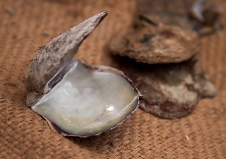 İnci çıkarma Katar