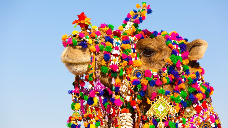 A close up of a camel's face covered in colourful decoration