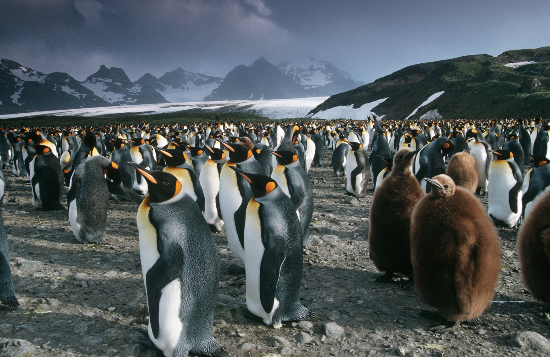 Penguins in Antarctica