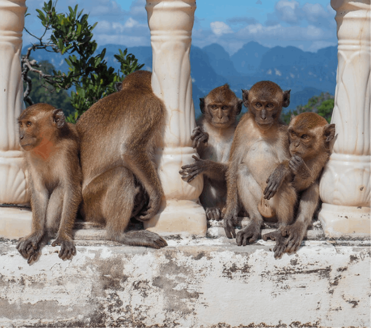  A group of monkeys relaxing within the charming arches of a wall.