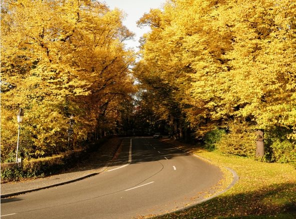 groene en gele bomen