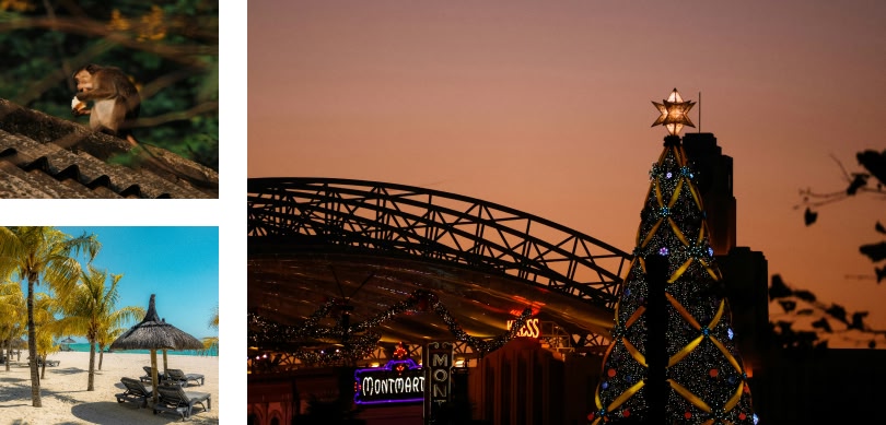 Right image: a lit up Christmas tree with a bridge in the background Top left image: monkey on a treeBottom right image: loungers on a beach with palm trees