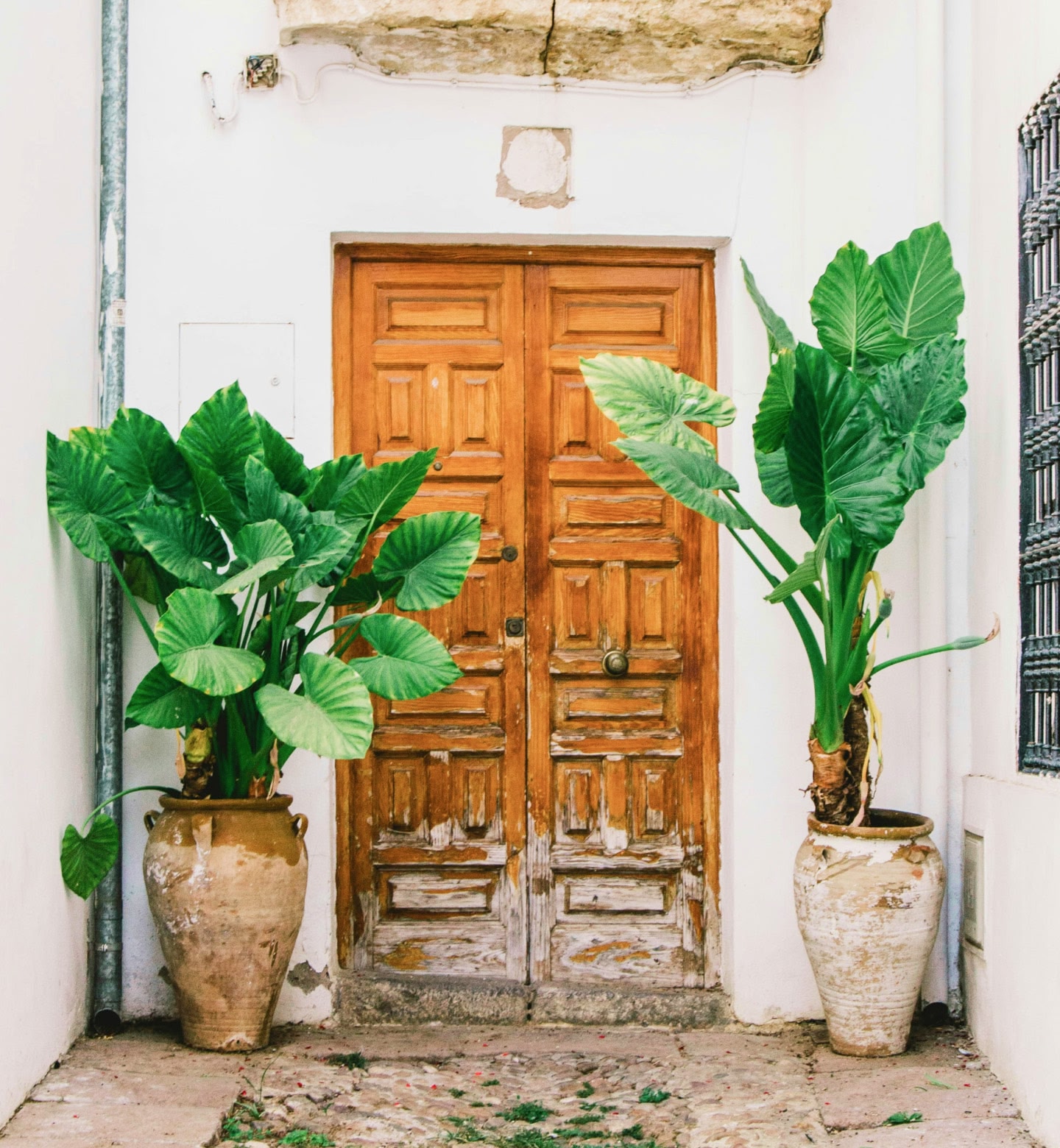 Una porta rustica in legno incorniciata da due grandi piante rigogliose in vaso a Cordova, in Spagna.