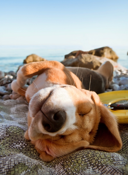 Verreisen mit dem Hund