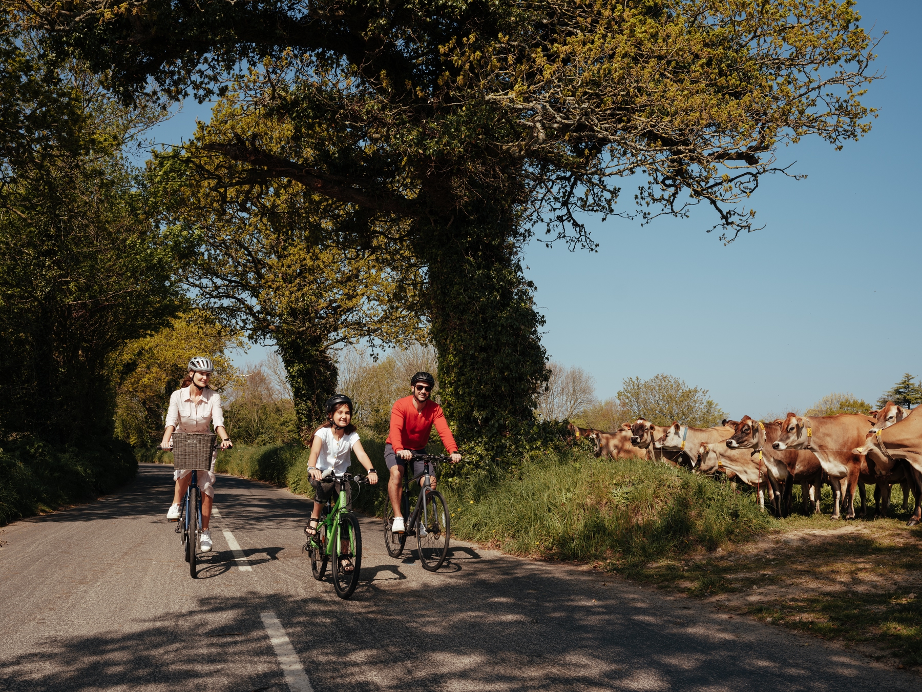 Family of three cycling along a country road in Jersey, passing a field of iconic Jersey cattle