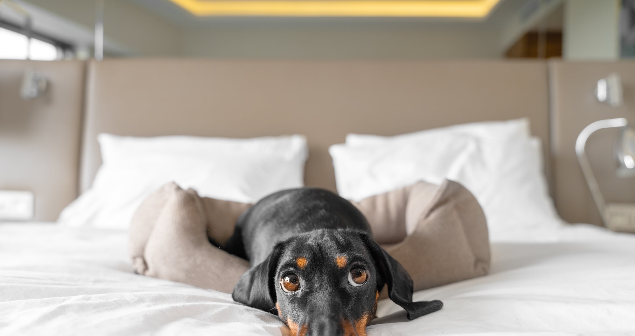 11 best petfriendly hotel chains (2023) Skyscanner US
