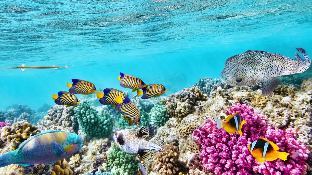 Sharm El Sheikh