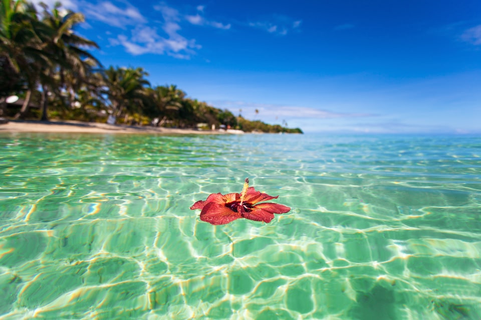 A flower floats of in the crystal-clear water in Fiji.