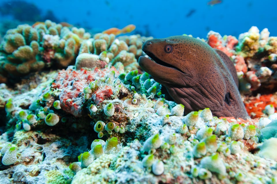 Flights to exotic destinations: the Maldives.