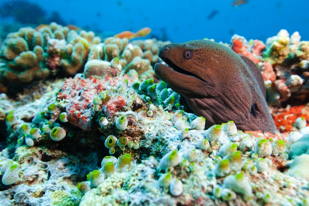 Flights to exotic destinations: the Maldives.