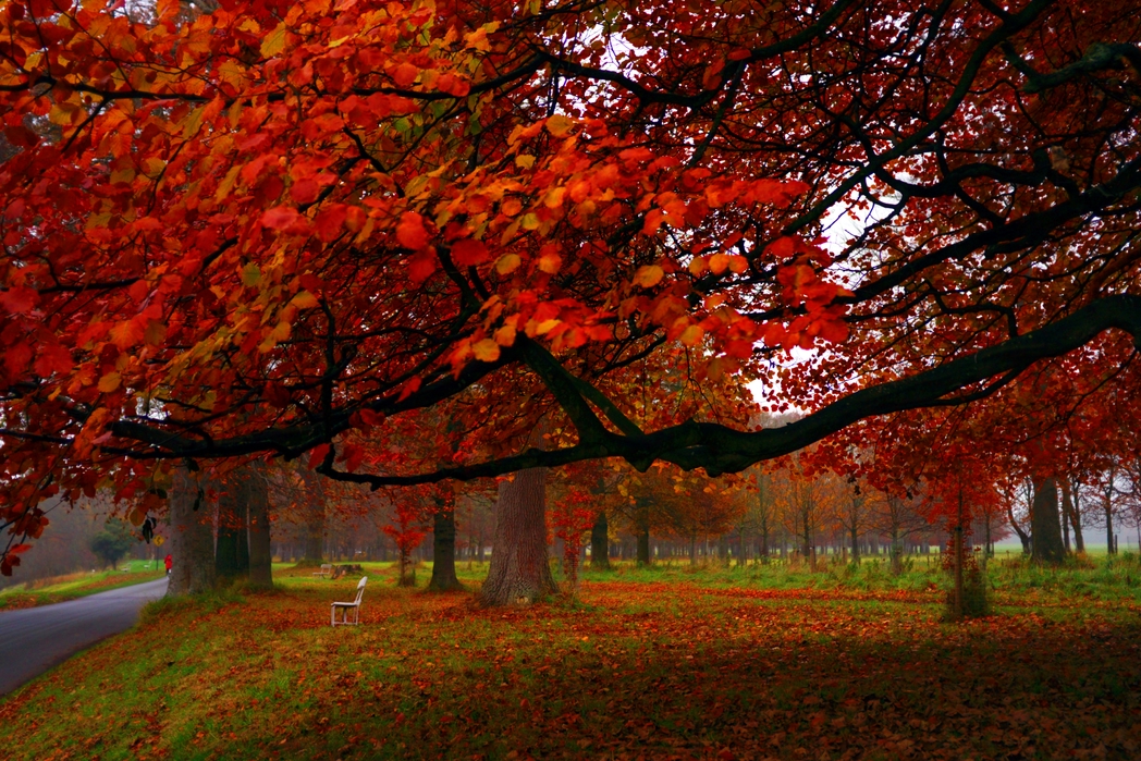 The Phoenix Park Dublin