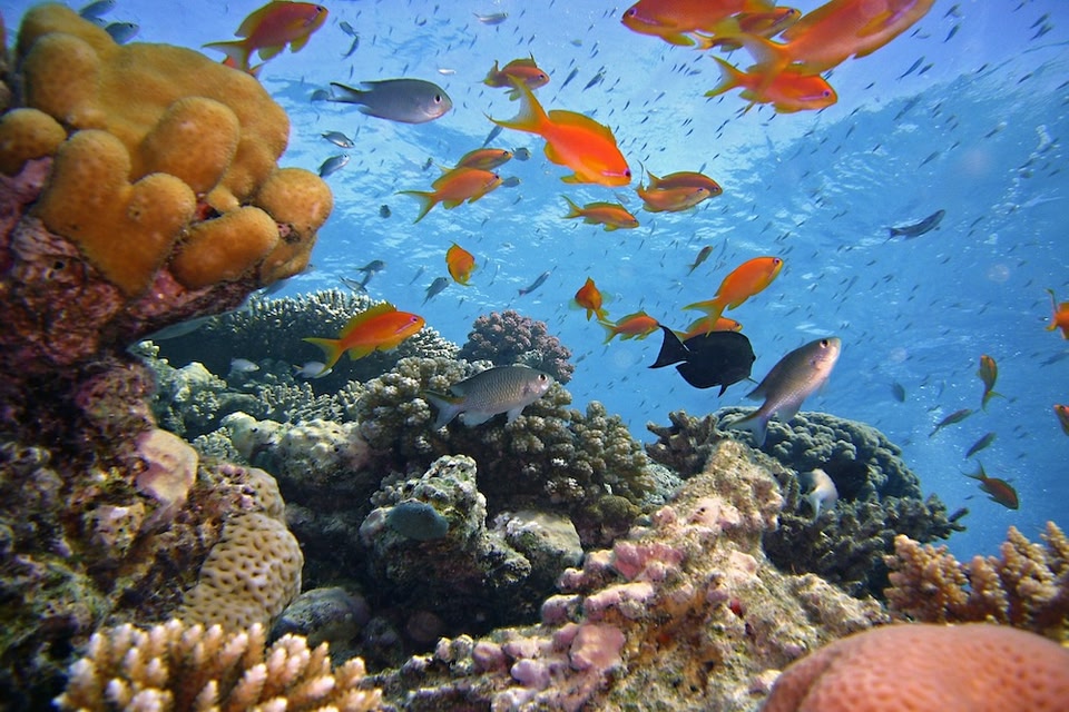 Duiken in Egypte: onderwaterwerld Sharm el Sheikh