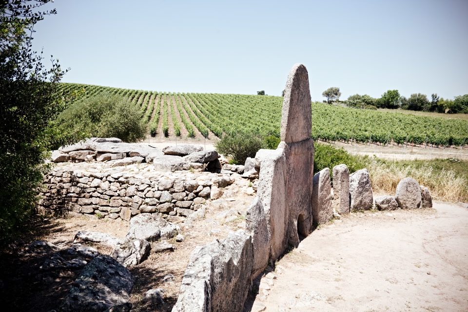 Ruined buildings in the foreground and vineyards in the background: a typical scene in the Sardinian countryside when it's hot in June.