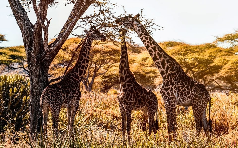 Waar is het warm in september? Wildlife spotten tijdens een safari in het Serengeti National Park, Tanzania