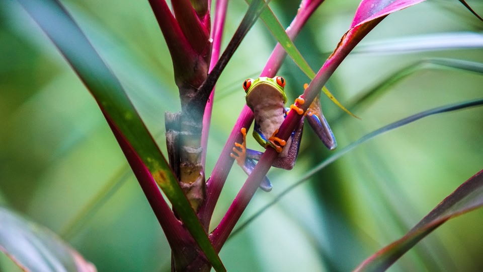 Pequeña rana típica de la selva de Costa Rica