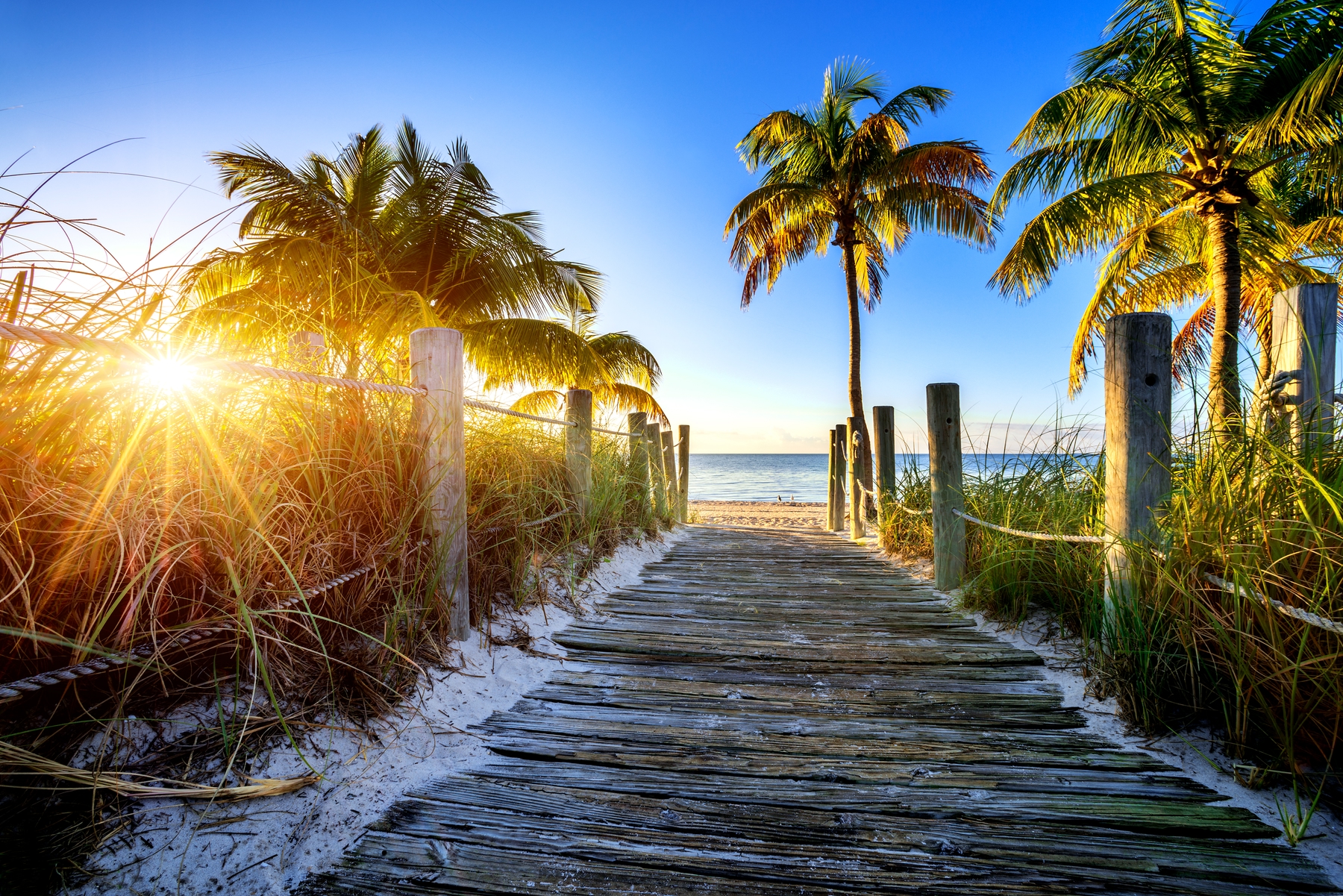 Sun shining through palm tree in Florida