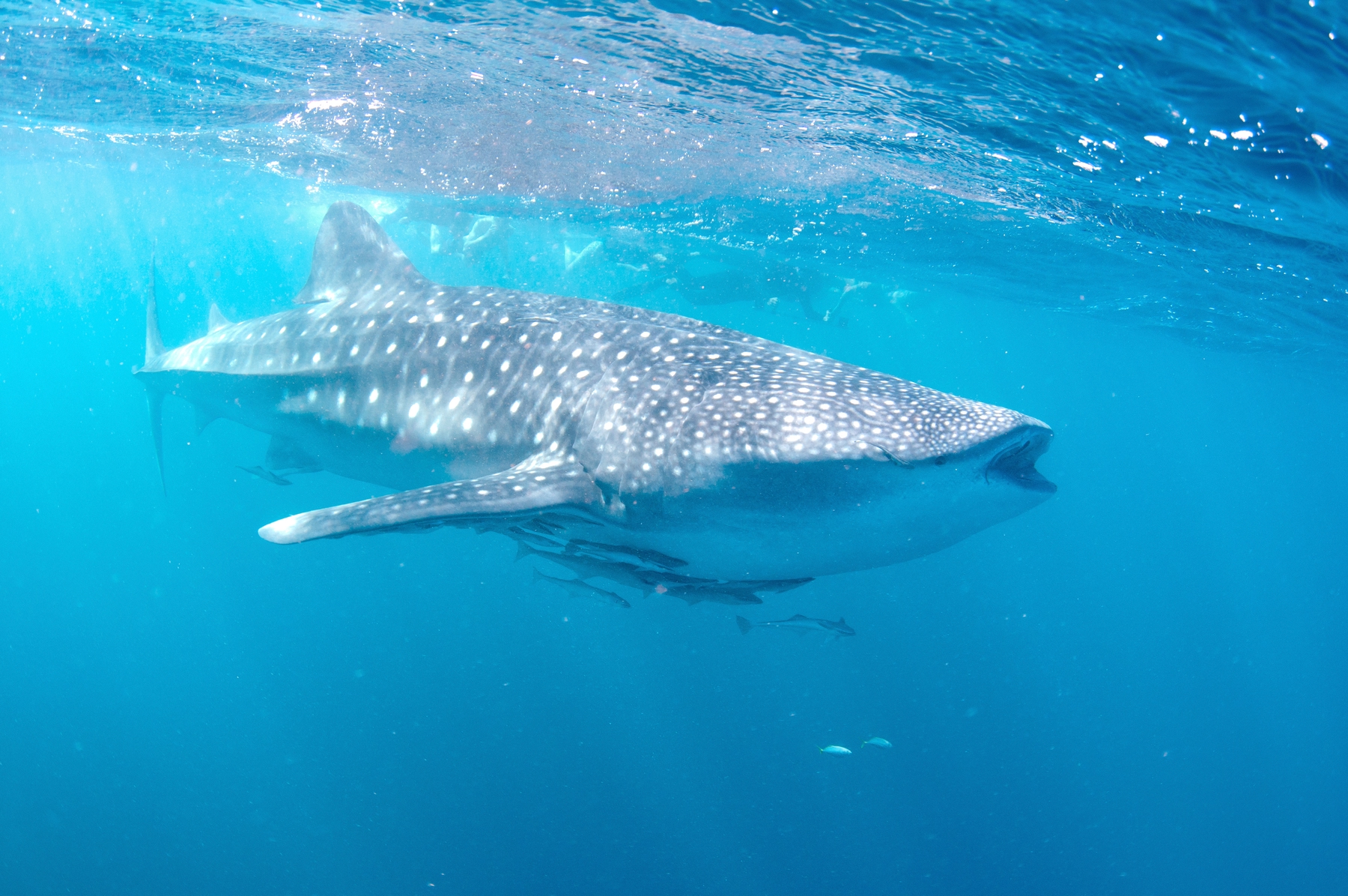 Meet the gentle giants of Ningaloo Reef on a holiday in June
