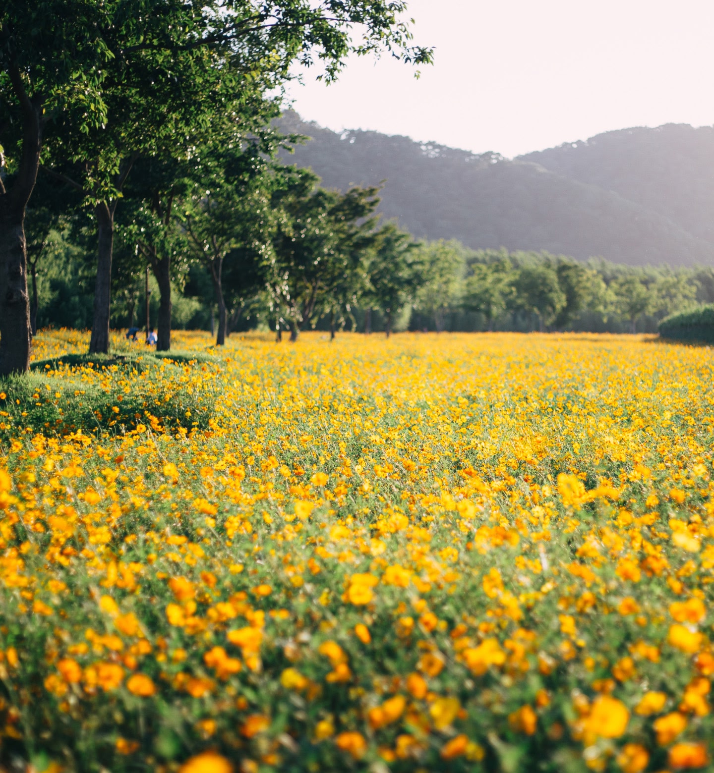 韓国、ウルサン（蔚山）で、木々に囲まれ陽光を浴びた野原に咲いた明るい黄色の野花。