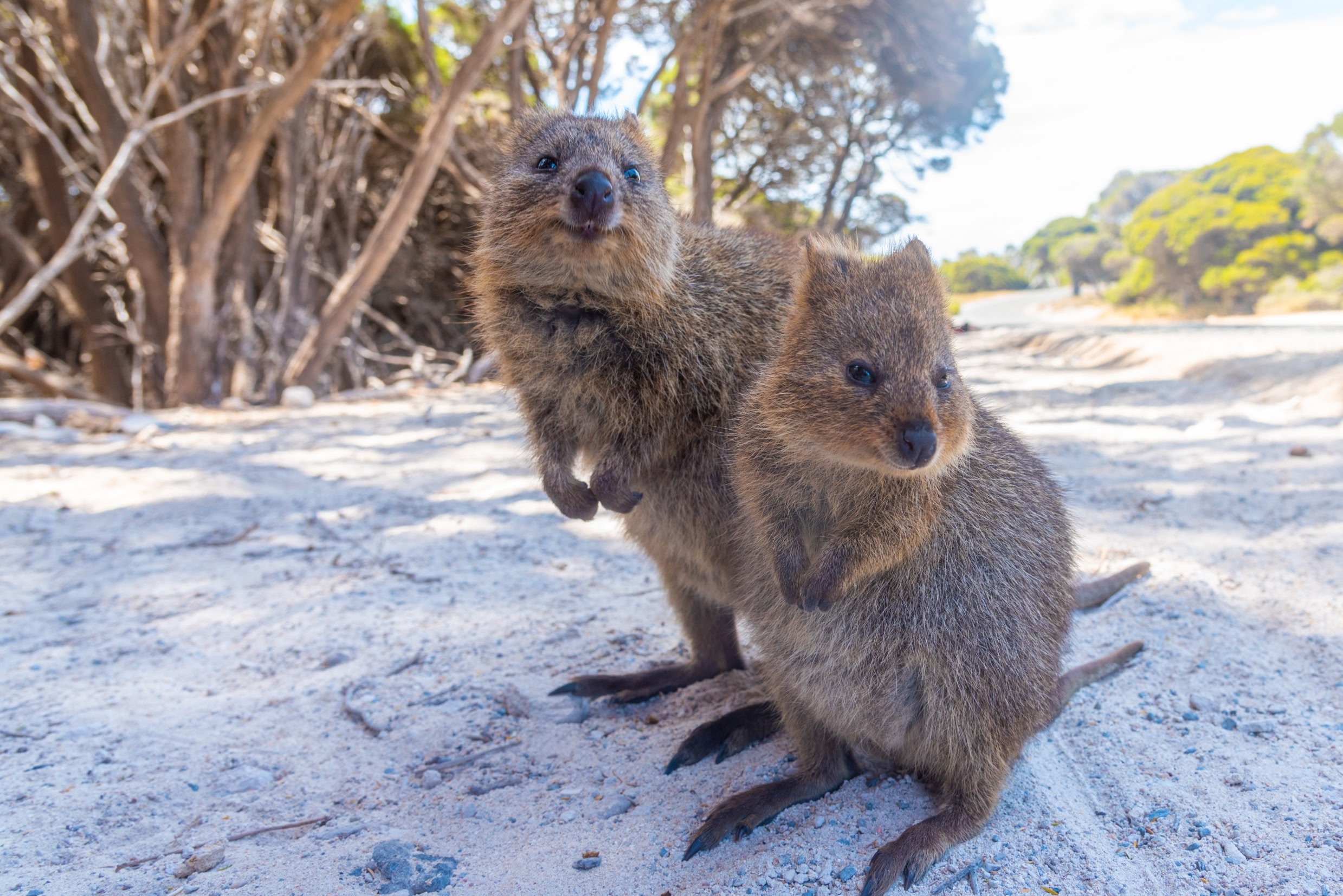 Quokka living at Rottnest island near Perth, Australia