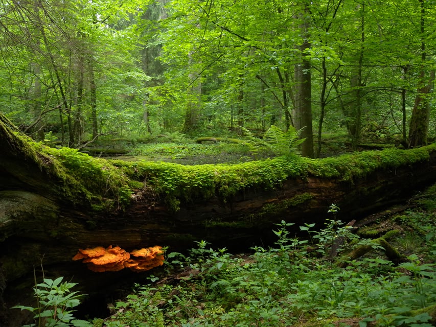 Zawsze na czasie: Podlasie