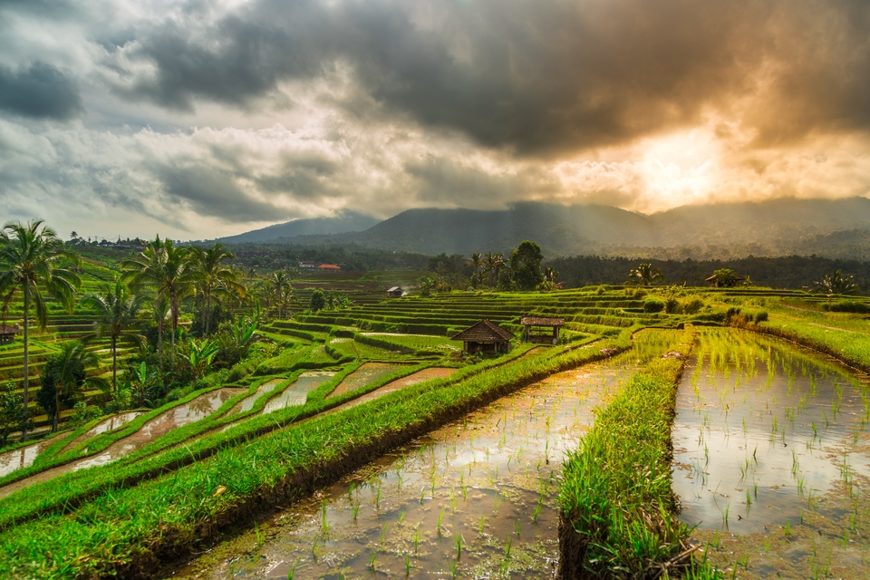 Tegallalang Rice Terraces.
