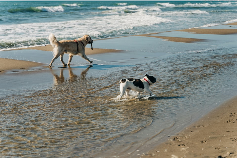 cani a passeggio su una delle spiagge della Romagna più belle