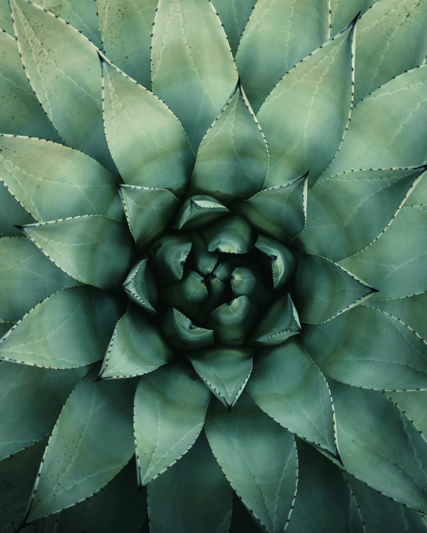 Detalle de la roseta central de una suculenta de color verde salvia