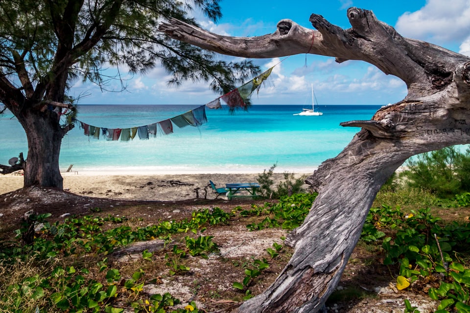 Trees among green shrubbery on a beach with blue water and skies in the background