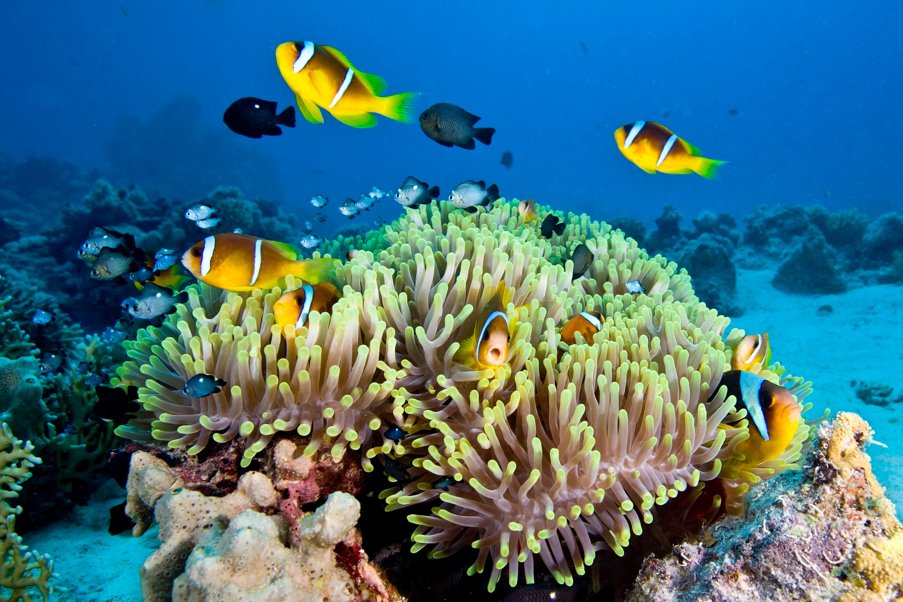 cheap holidays 2021, snorkelling off Fitzroy Island