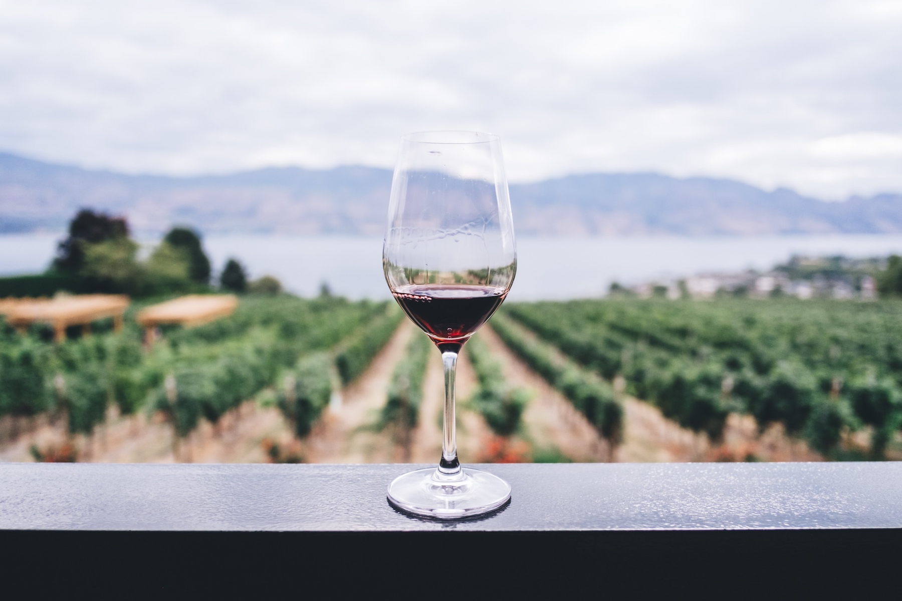 glass of red wine in the okanagan valley wine county in British Columbia