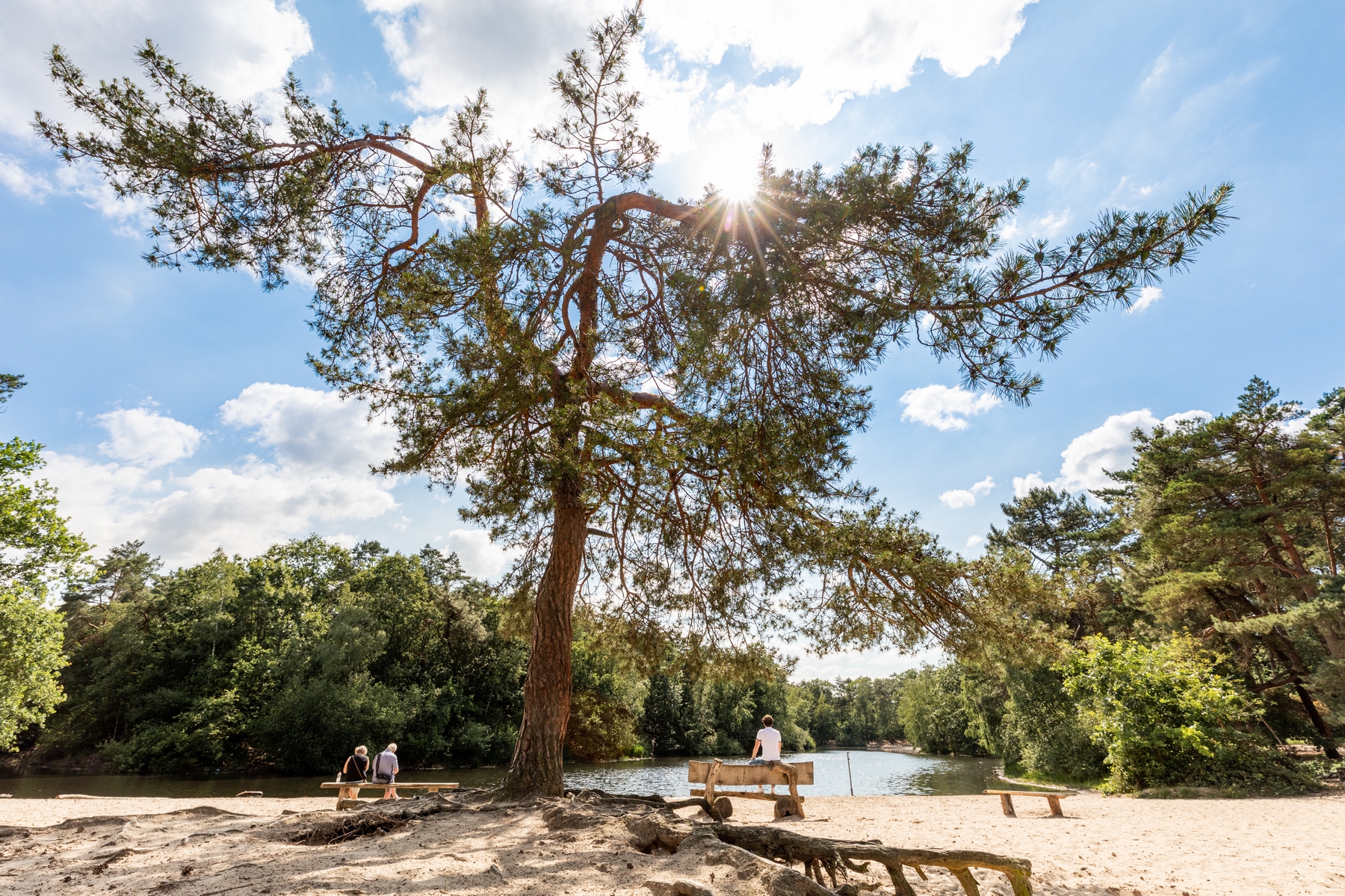 Nationaal Park De Loonse en Drunense Duinen Noord-Brabant Nederland