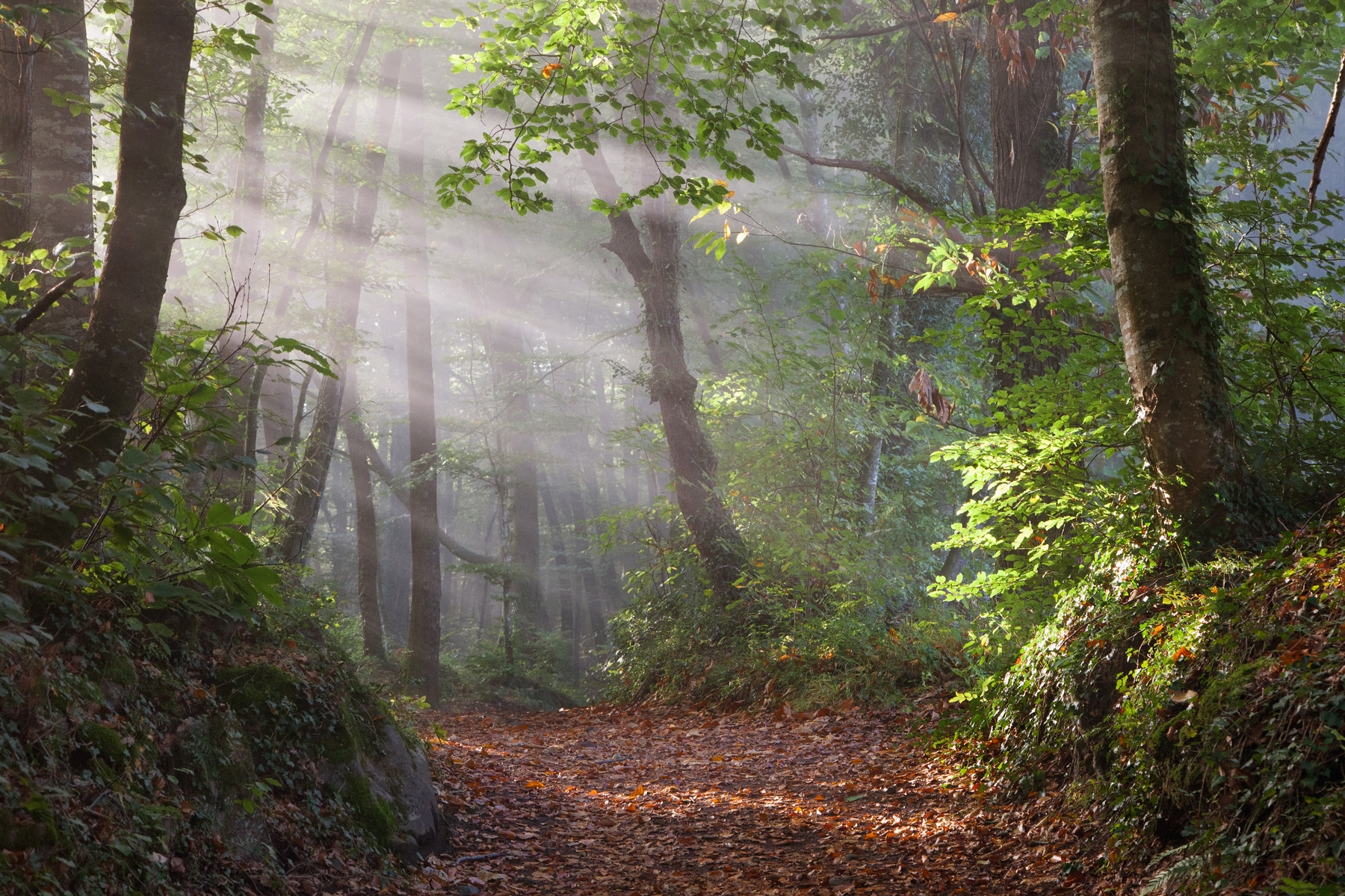 Los 20 rincones más bonitos de Cataluña: Fageda d'en Jordà