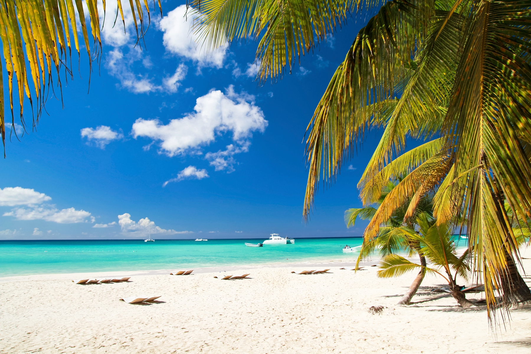 white sand beach and palm trees