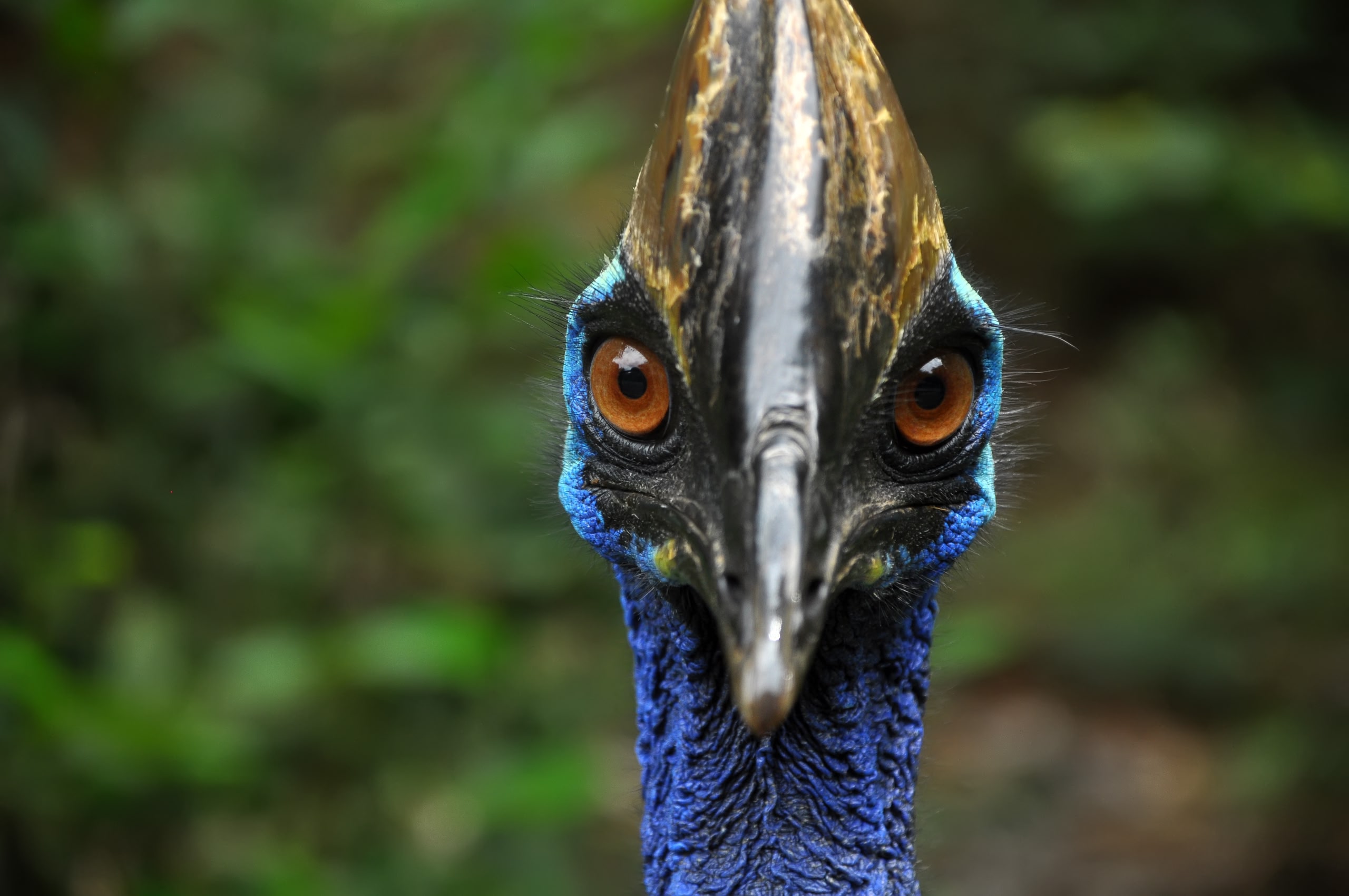 Detail of Cassowary Bird