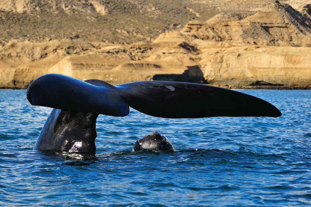 A whale's tale coming out of the sea