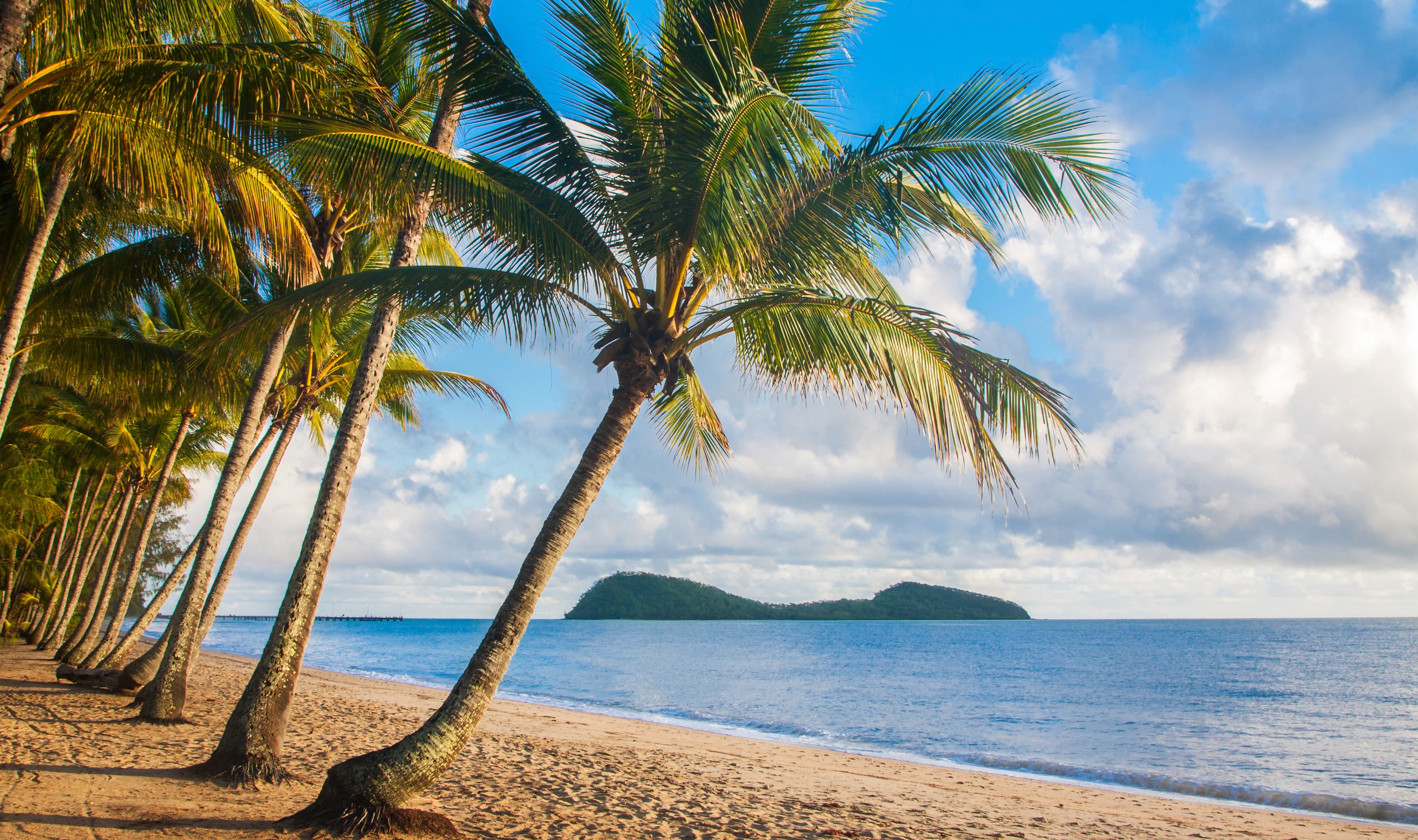 Palm trees on Cairns beach