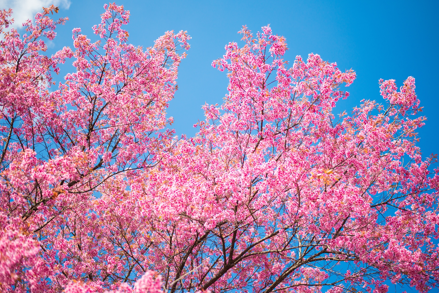 馬告生態公園同時擁有梅花及櫻花,早在1月初就爭相奪艷