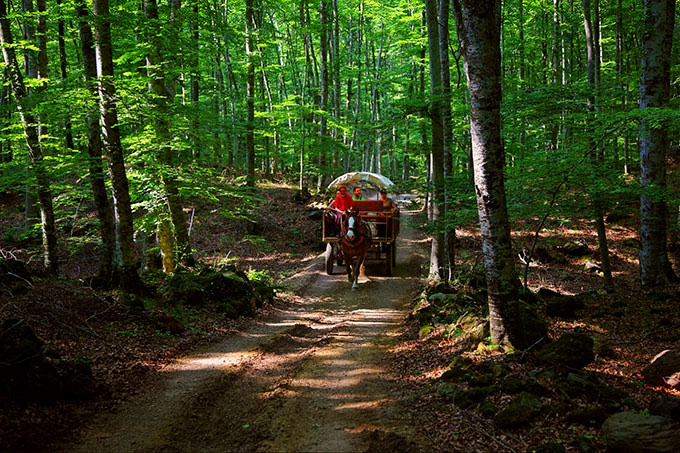 Los 20 rincones más bonitos de Cataluña: Fageda d'en Jordà