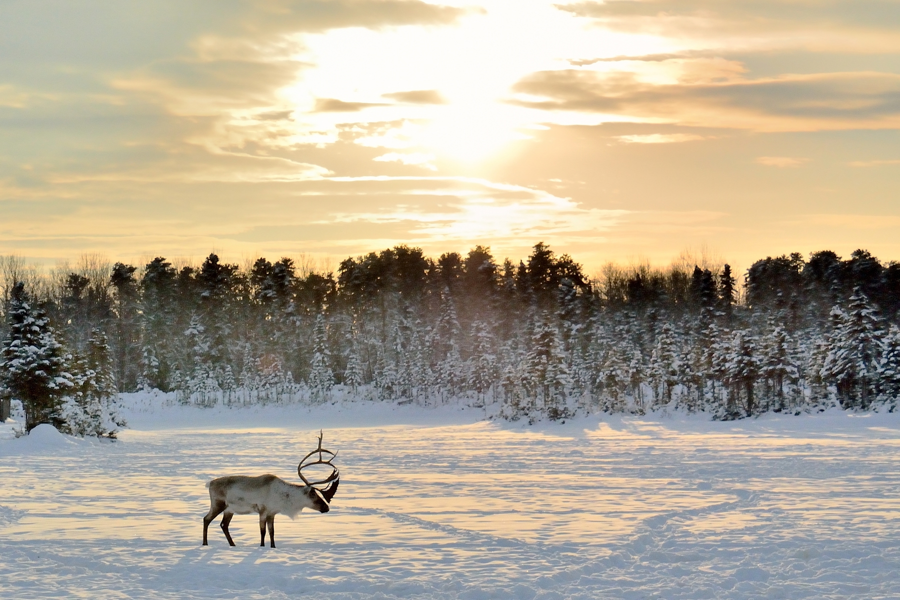 Viaggio in Lapponia quando andare, cosa