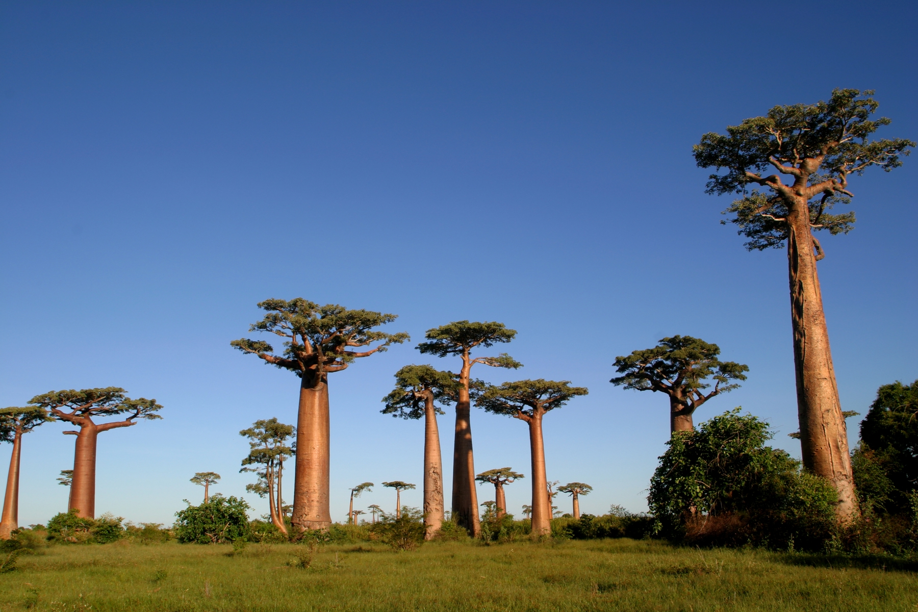El bosque de baobabs es una de las sorpresas de Tulear, en el sur de Madagascar