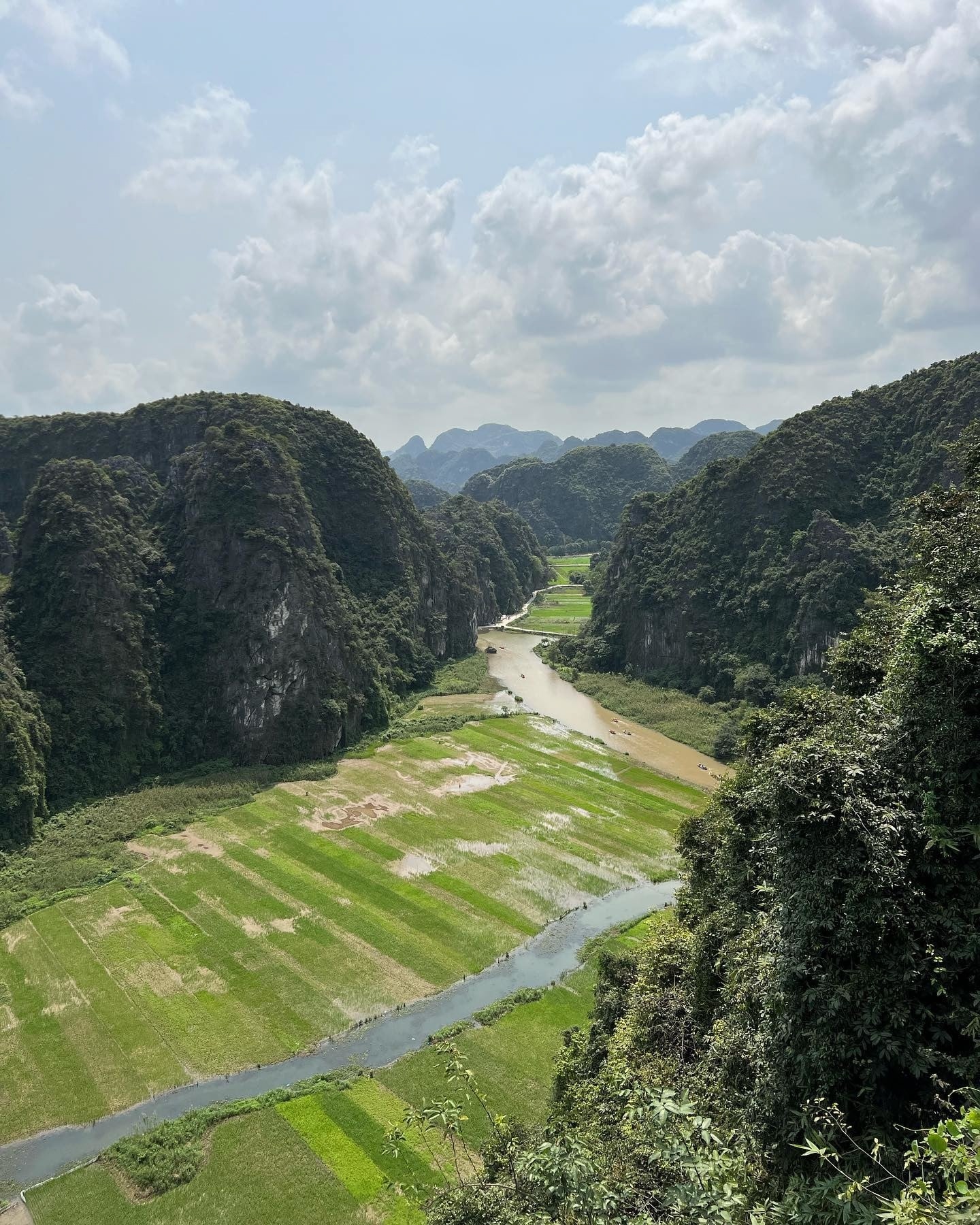 Campos de arroz Vietnam