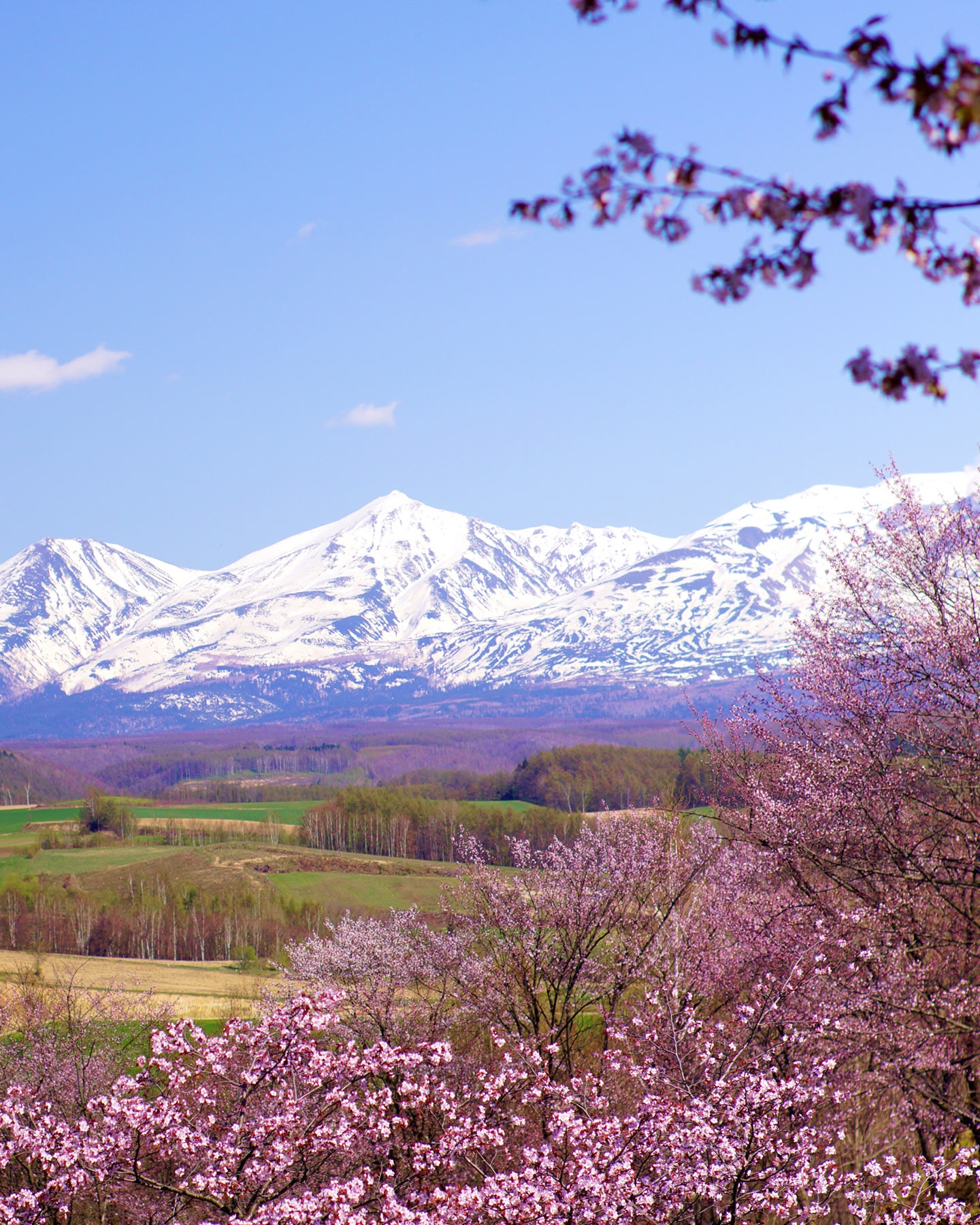 일본 아사히카와의 눈 덮인 산봉우리 아래 만개한 벚꽃