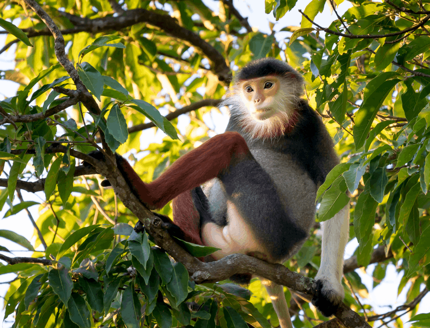 A picture of a small monkey in a tree