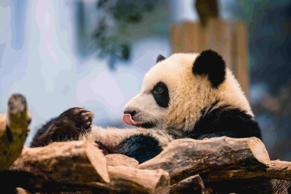 Giant panda