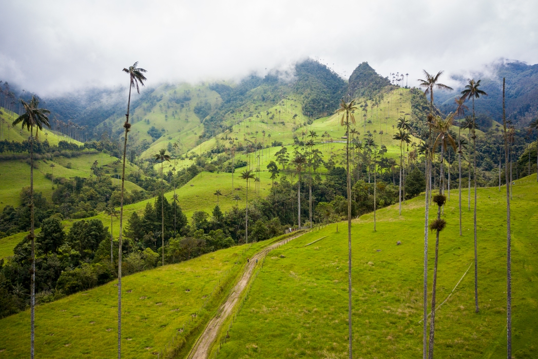 View from Valle de Cocora in Colombia's coffee triangle - tastes of Colombia