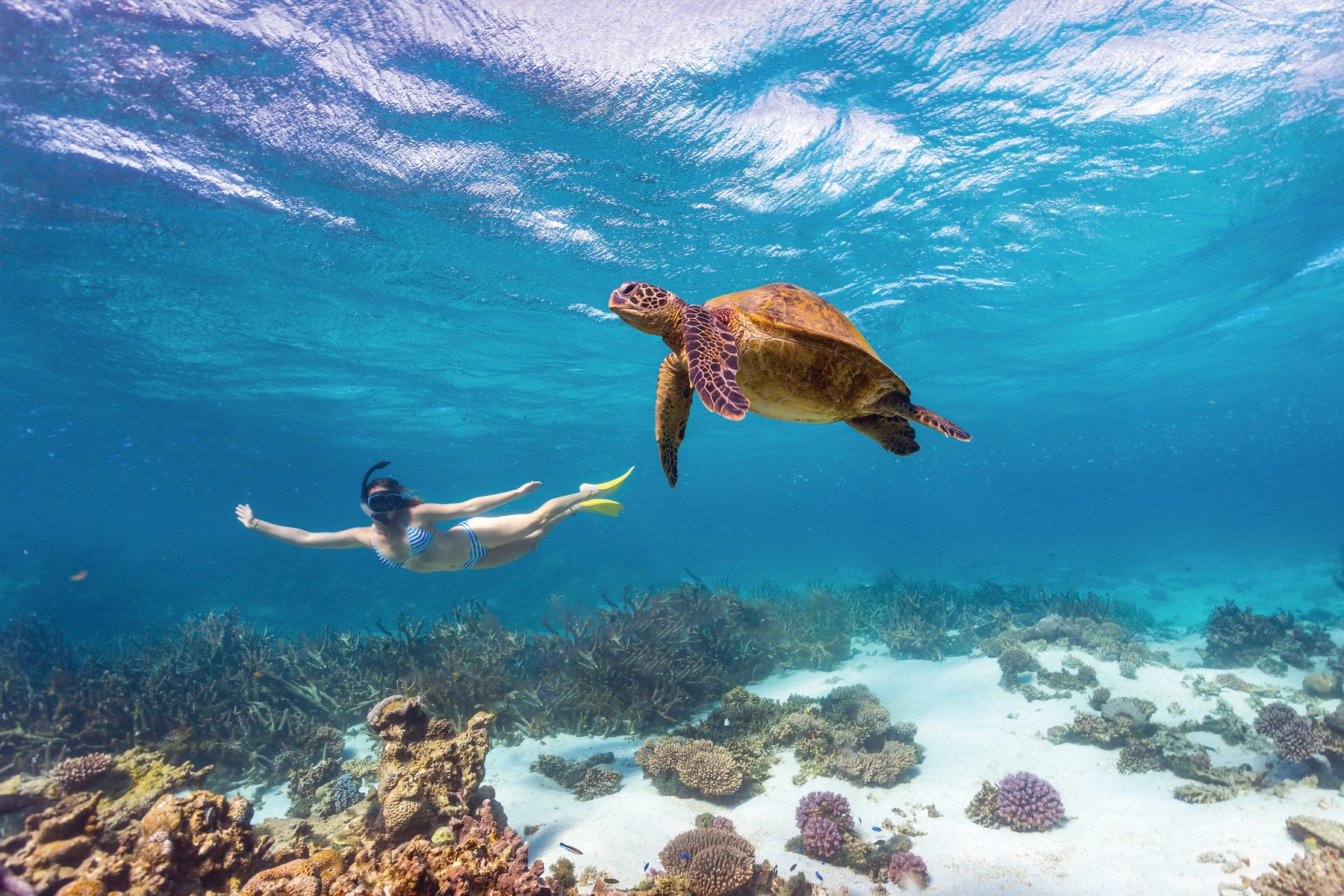 sea turtle in Queensland