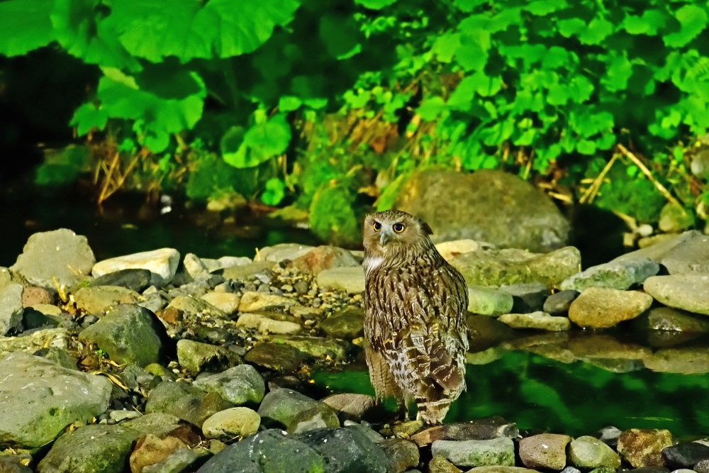 北海道知床のシマフクロウ