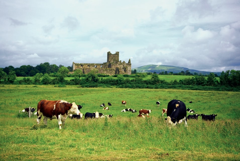 Cows in the Irish countryside